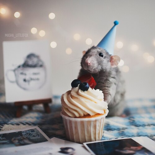 SMALL CAKE FOR ANIMALS